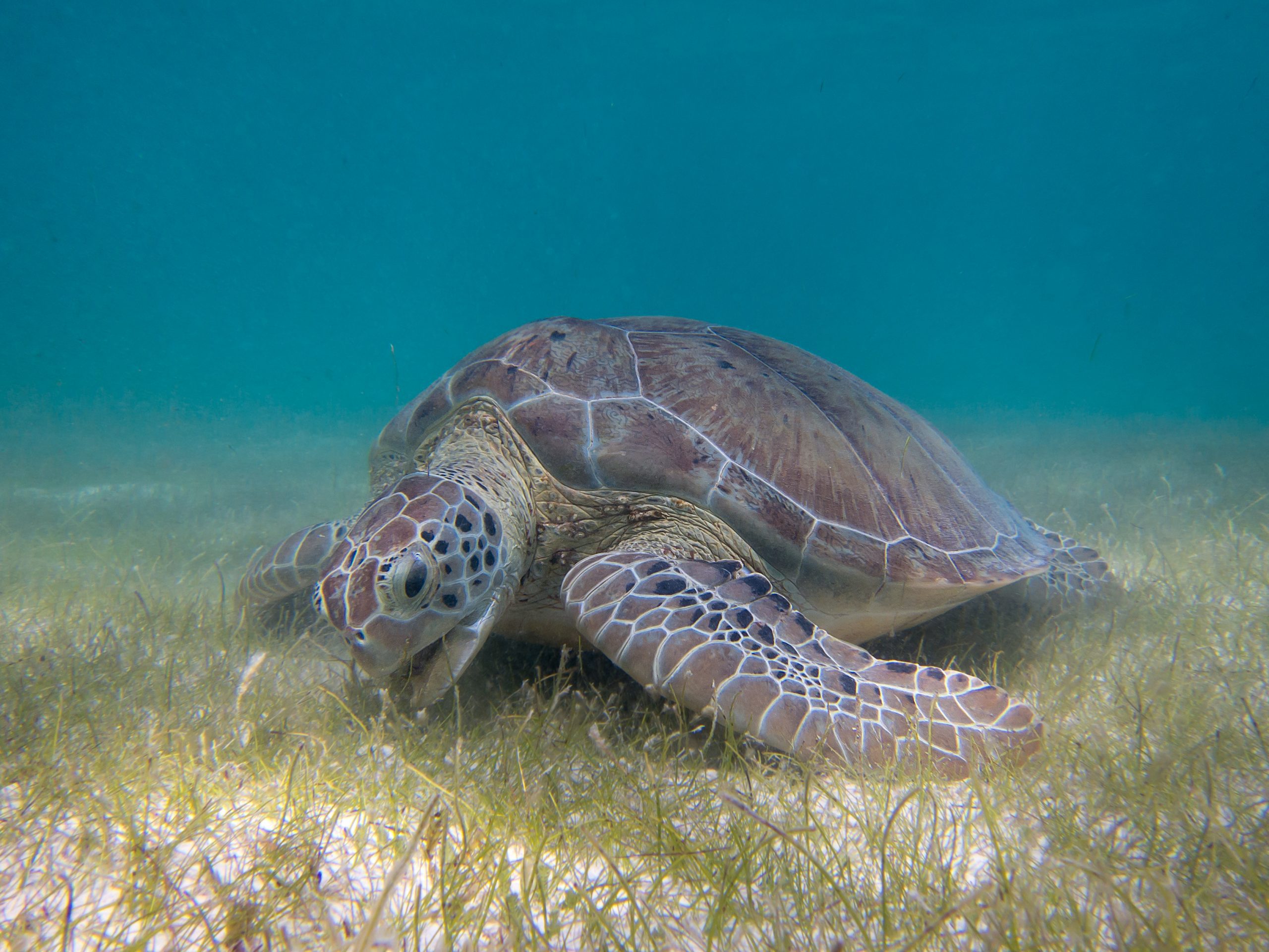 Sea Turtle feeding on sea gras