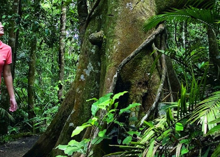 Active Tropics Explorer – Cape Tribulation Day Tour