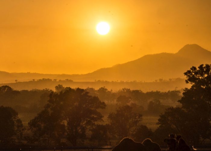 Sunrise Camel Adventure Ride – Brisbane