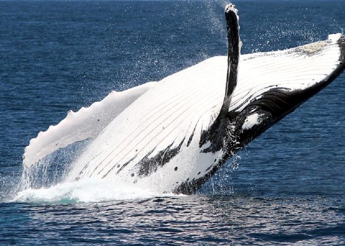 East Coast – Whale Watching in Moreton Bay